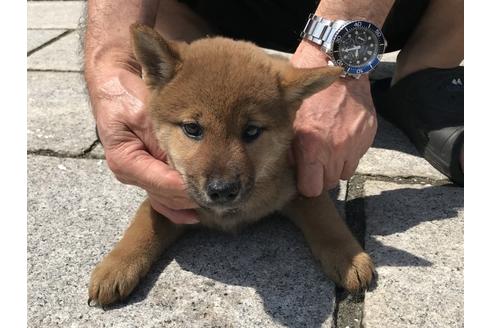 成約済の長崎県の柴犬-72099の3枚目