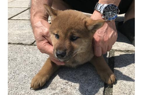 成約済の長崎県の柴犬-72099の2枚目