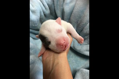 成約済の佐賀県のアメリカンピットブルテリア-74994の21枚目