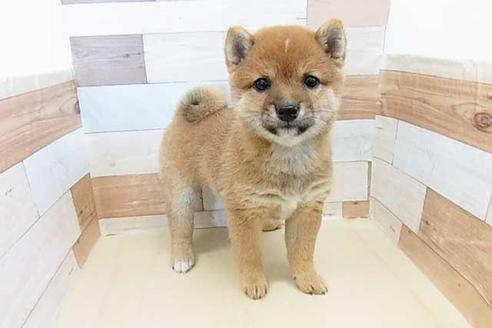 成約済の福岡県の豆柴-75060の1枚目