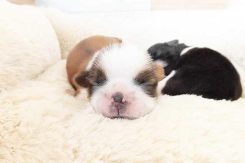 成約済の福岡県のシーズー-75061の2枚目