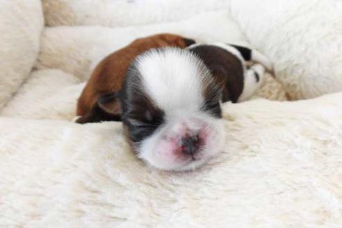 成約済の福岡県のシーズー-75062の2枚目