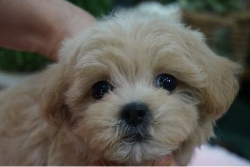 成約済の京都府のミックス犬-73881