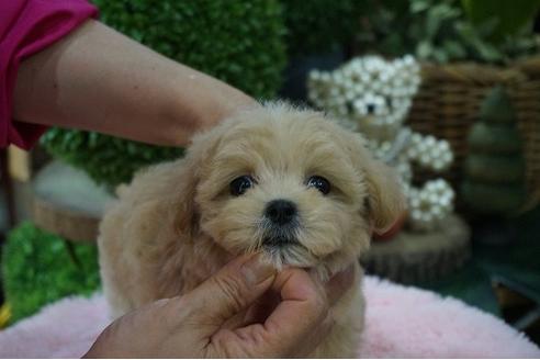 成約済の京都府のミックス犬-73881の3枚目