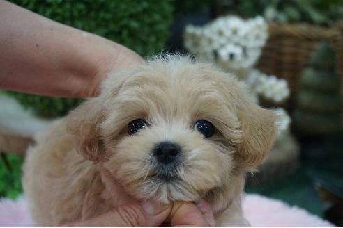 成約済の京都府のミックス犬-73881の2枚目