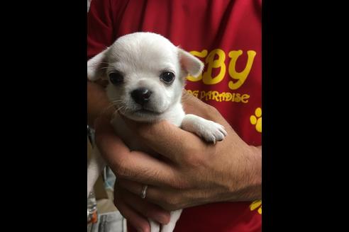 成約済の静岡県のチワワ(スムースコート)-75172の10枚目