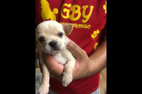 成約済の静岡県のチワワ(スムースコート)-75173の10枚目