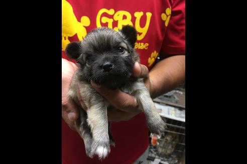 成約済の静岡県のチワワ(ロングコート)-75174