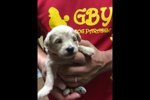 成約済の静岡県のポメプー:ポメラニアン×トイプードル-75175の14枚目