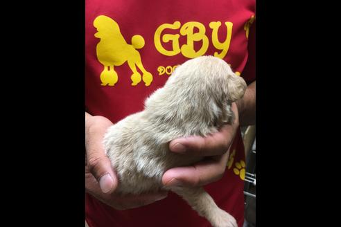 成約済の静岡県のポメプー:ポメラニアン×トイプードル-75175の13枚目