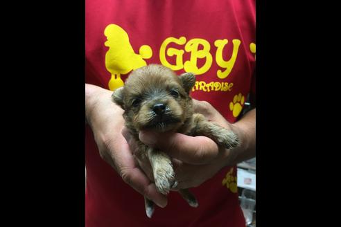 成約済の静岡県のポメプー:ポメラニアン×トイプードル-75176の17枚目