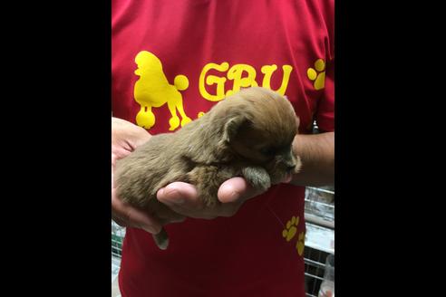 成約済の静岡県のポメプー:ポメラニアン×トイプードル-75176の16枚目