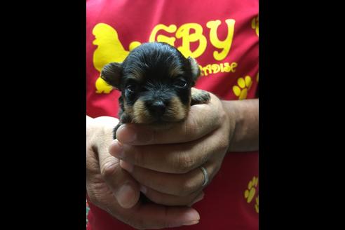 成約済の静岡県のポメプー:ポメラニアン×トイプードル-75177の8枚目