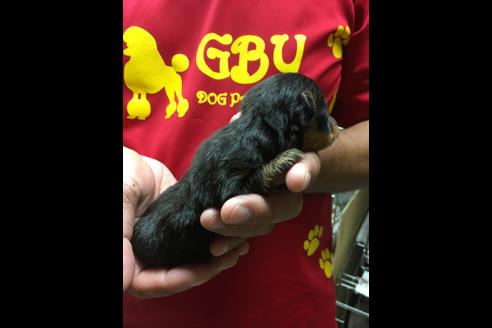 成約済の静岡県のポメプー:ポメラニアン×トイプードル-75177の7枚目