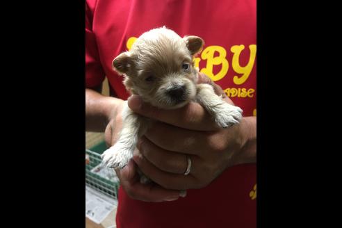 成約済の静岡県のポメプー:ポメラニアン×トイプードル-75178の13枚目