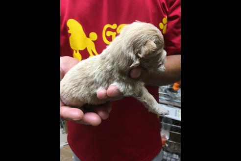 成約済の静岡県のポメプー:ポメラニアン×トイプードル-75178の12枚目