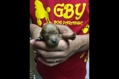 成約済の静岡県のトイプードル-75179の1枚目