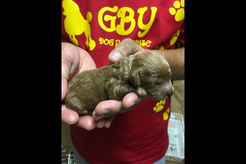 成約済の静岡県のトイプードル-75179の2枚目