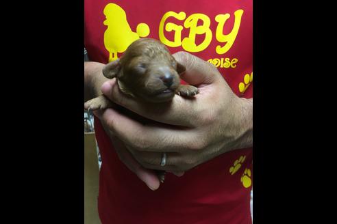 成約済の静岡県のトイプードル-75181の1枚目