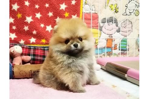 成約済の秋田県のポメラニアン-75184の3枚目