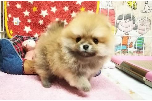 成約済の秋田県のポメラニアン-75184の2枚目