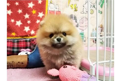 成約済の秋田県のポメラニアン-75184