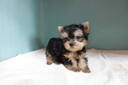 子犬