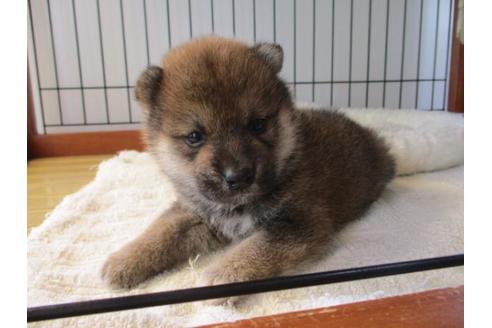 成約済の岡山県の柴犬-75236の2枚目