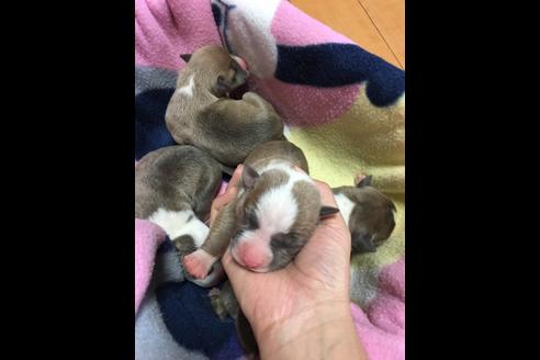 成約済の佐賀県のアメリカンピットブルテリア-75237の48枚目
