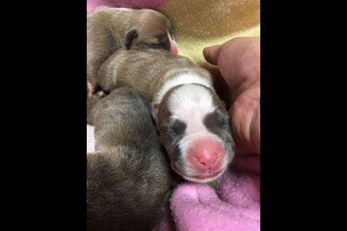 成約済の佐賀県のアメリカンピットブルテリア-75237の47枚目