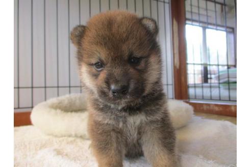 成約済の岡山県の柴犬-75236の1枚目