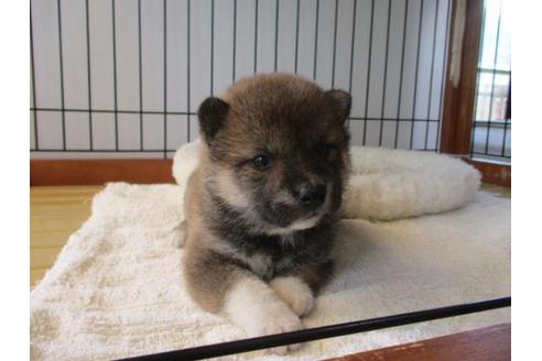 成約済の岡山県の柴犬-75238の2枚目