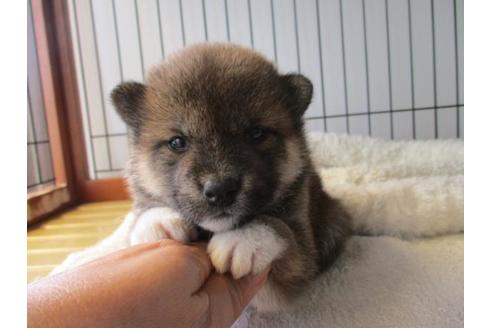 成約済の岡山県の柴犬-75238の1枚目