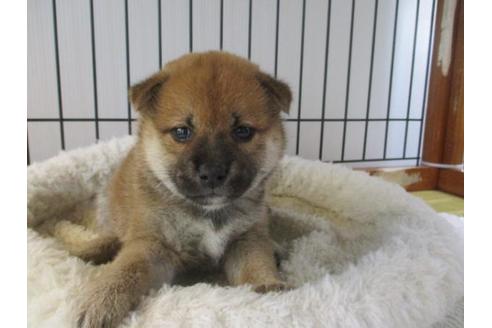 成約済の岡山県の柴犬-75239の2枚目