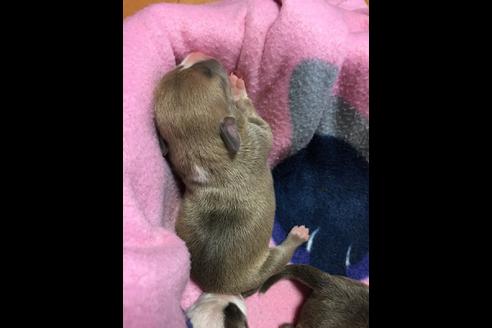 成約済の佐賀県のアメリカンピットブルテリア-75240の49枚目