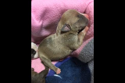 成約済の佐賀県のアメリカンピットブルテリア-75240の47枚目