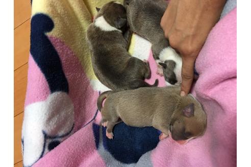成約済の佐賀県のアメリカンピットブルテリア-75240の46枚目