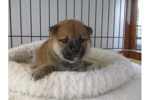 成約済の岡山県の柴犬-75239の1枚目