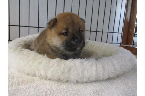 成約済の岡山県の柴犬-75241の2枚目