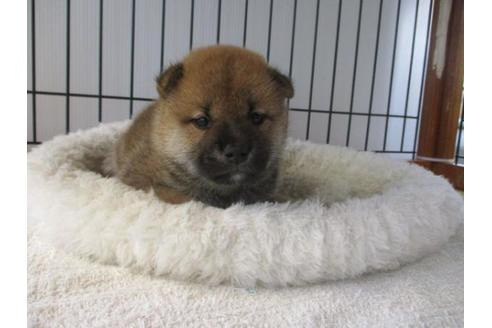 成約済の岡山県の柴犬-75241の1枚目