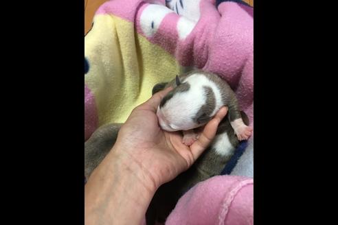 成約済の佐賀県のアメリカンピットブルテリア-75245の37枚目