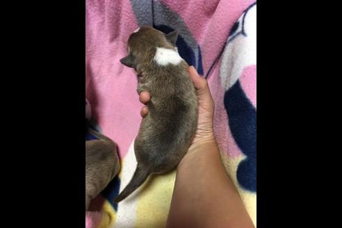 成約済の佐賀県のアメリカンピットブルテリア-75252の55枚目