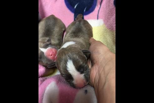 成約済の佐賀県のアメリカンピットブルテリア-75252の54枚目