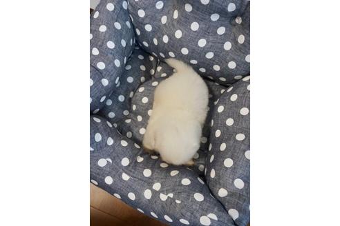 成約済の香川県のペキニーズ-75292の4枚目