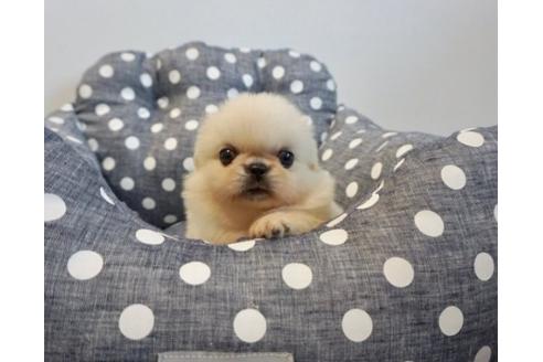 成約済の香川県のペキニーズ-75292の3枚目