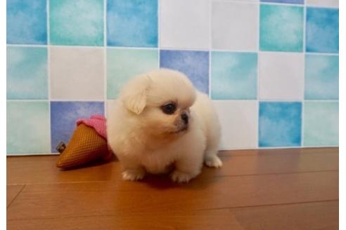 成約済の香川県のペキニーズ-75292の2枚目