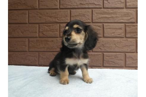 成約済の埼玉県のミニチュアダックスフンド(ロングヘアード)-73211の3枚目