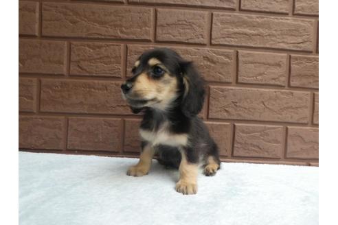 成約済の埼玉県のミニチュアダックスフンド(ロングヘアード)-73211の2枚目