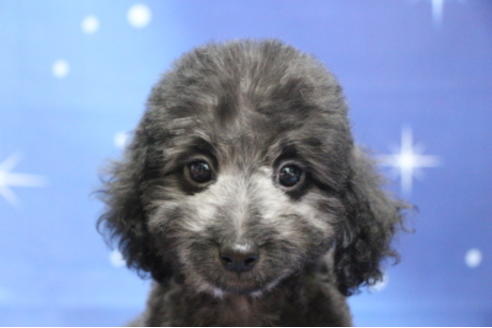 成約済の千葉県のトイプードル-72796の1枚目