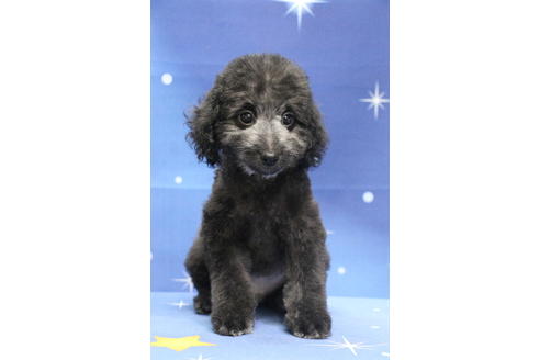 成約済の千葉県のトイプードル-72796の5枚目